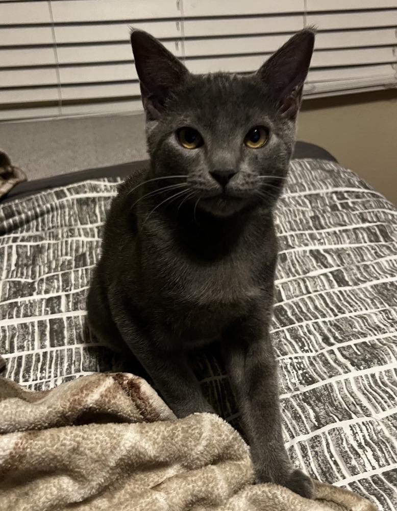 Enlarge Bonded siblings: Summer and Gin, a Adoptable mixed breed in Forest Knolls, CA image 3/6