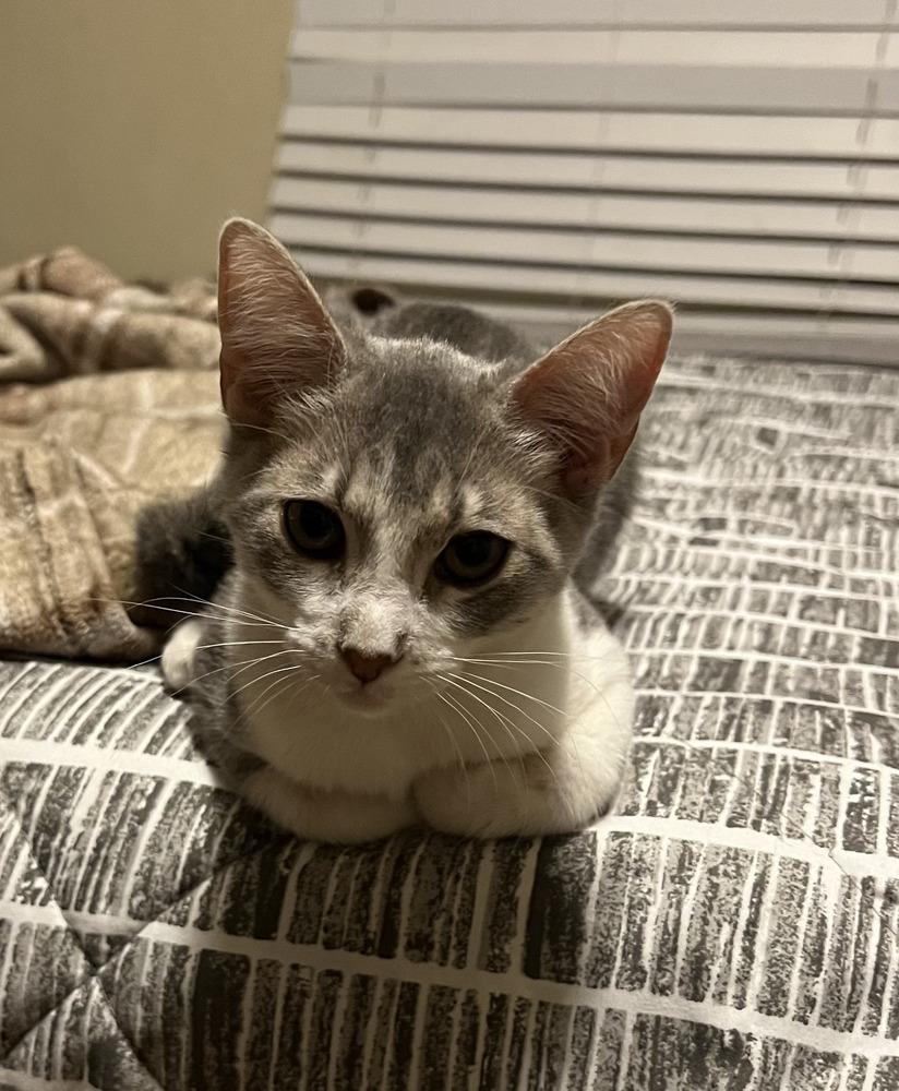 Enlarge Bonded siblings: Summer and Gin, a Adoptable mixed breed in Forest Knolls, CA image 4/6