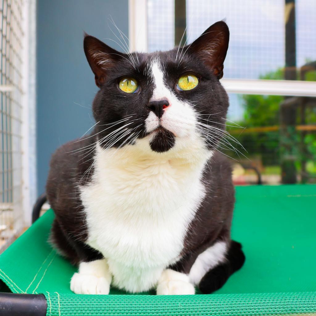 Rusty (Bonded with Bean), Adoptable, Adult Male Domestic Short Hair.
