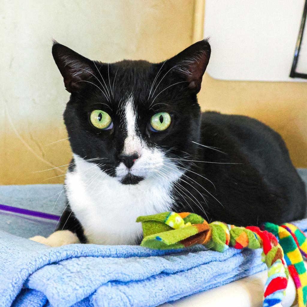 Enlarge Rusty (Bonded with Bean), a Adoptable Domestic Short Hair in Newark, DE image 2/5