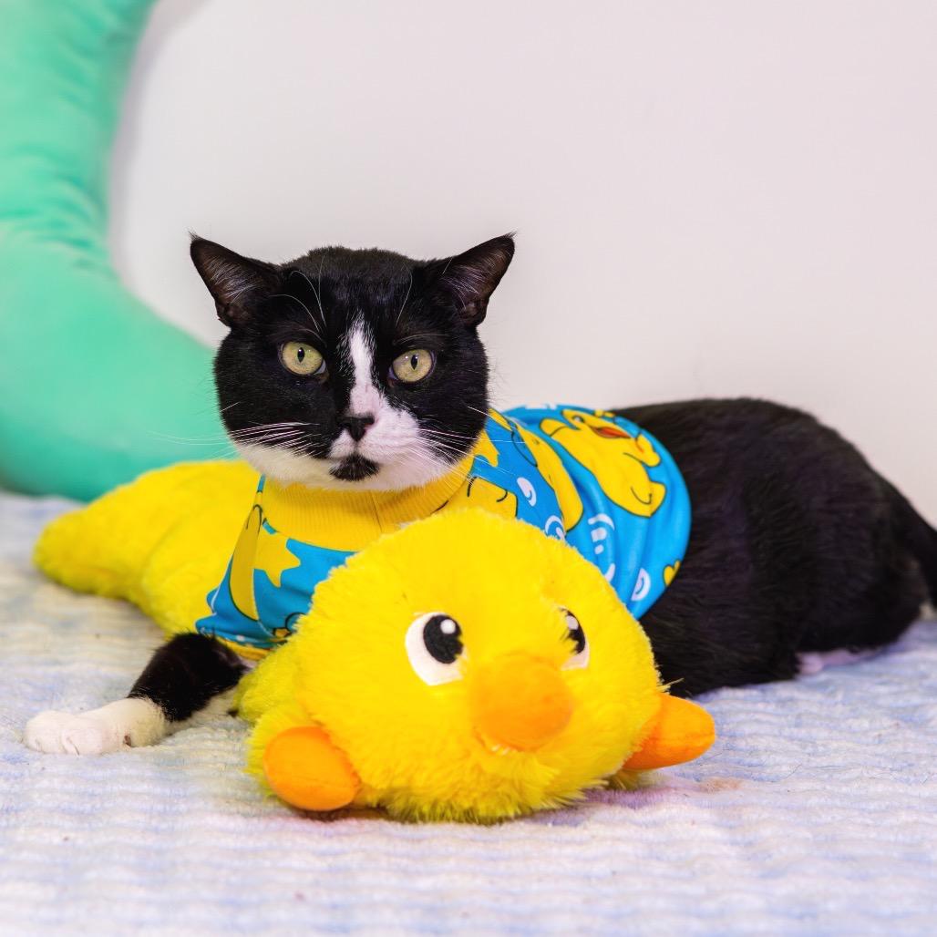 Enlarge Rusty (Bonded with Bean), a Adoptable Domestic Short Hair in Newark, DE image 3/5