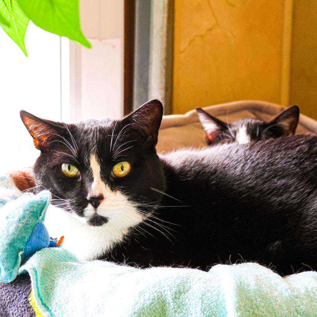 Enlarge Rusty (Bonded with Bean), a Adoptable Domestic Short Hair in Newark, DE image 4/5