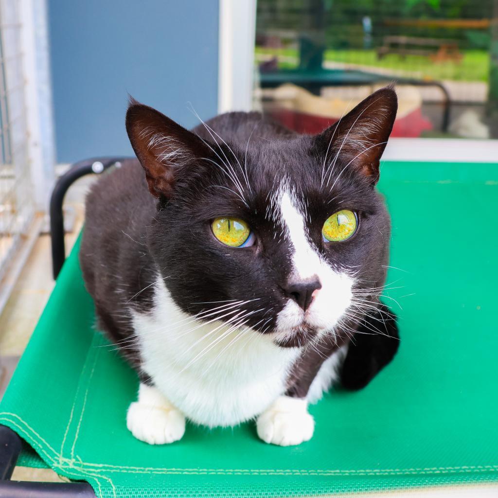 Enlarge Rusty (Bonded with Bean), a Adoptable Domestic Short Hair in Newark, DE image 5/5