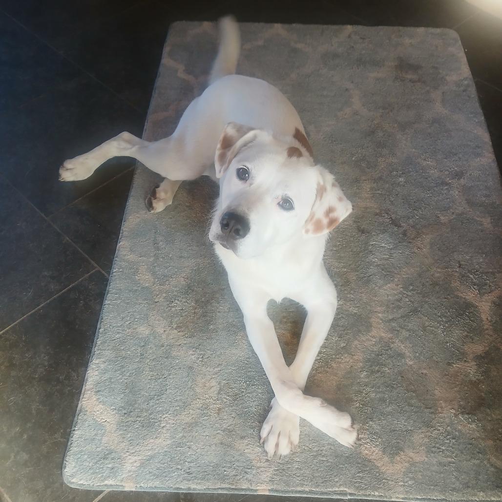 Dudley, Adoptable, Adult Male Labrador Retriever & American Staffordshire Terrier.