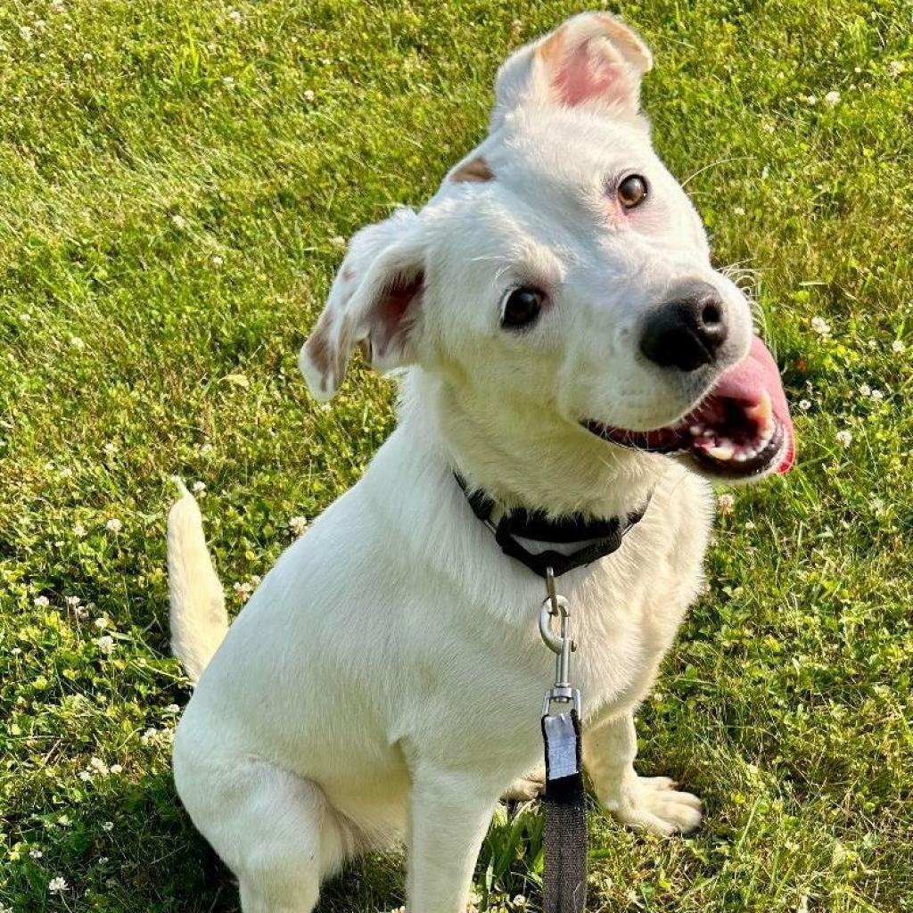 Dudley, Adoptable, Adult Male Labrador Retriever & American Staffordshire Terrier.