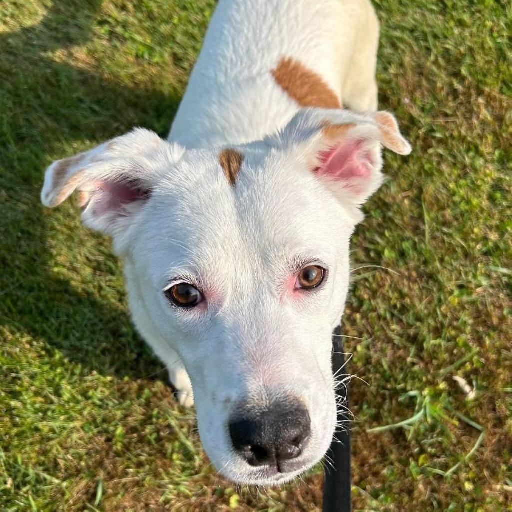 Dudley, Adoptable, Adult Male Labrador Retriever & American Staffordshire Terrier.