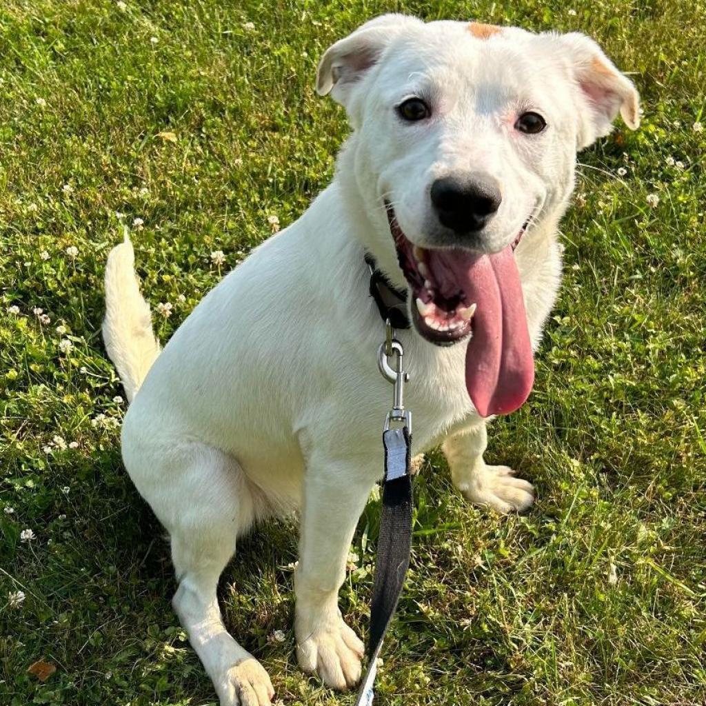 Dudley, a Adoptable mixed breed in Kittanning, PA image 3/4
