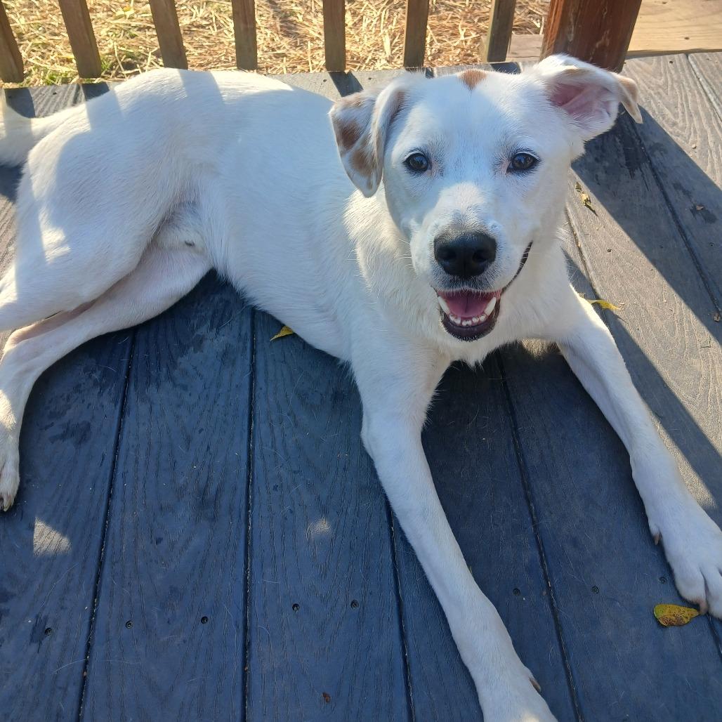 Dudley, a Adoptable mixed breed in Kittanning, PA image 4/4