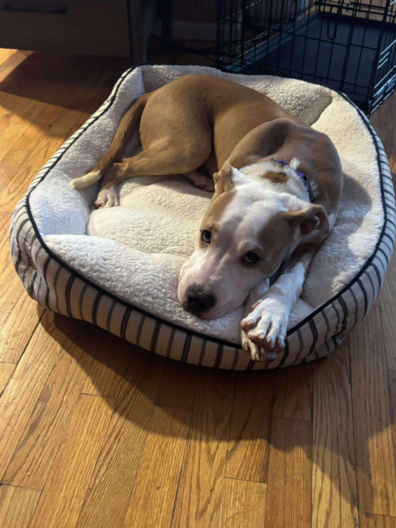 Enlarge Boomer, an adopted mixed breed in Nanuet, NY image 3/5