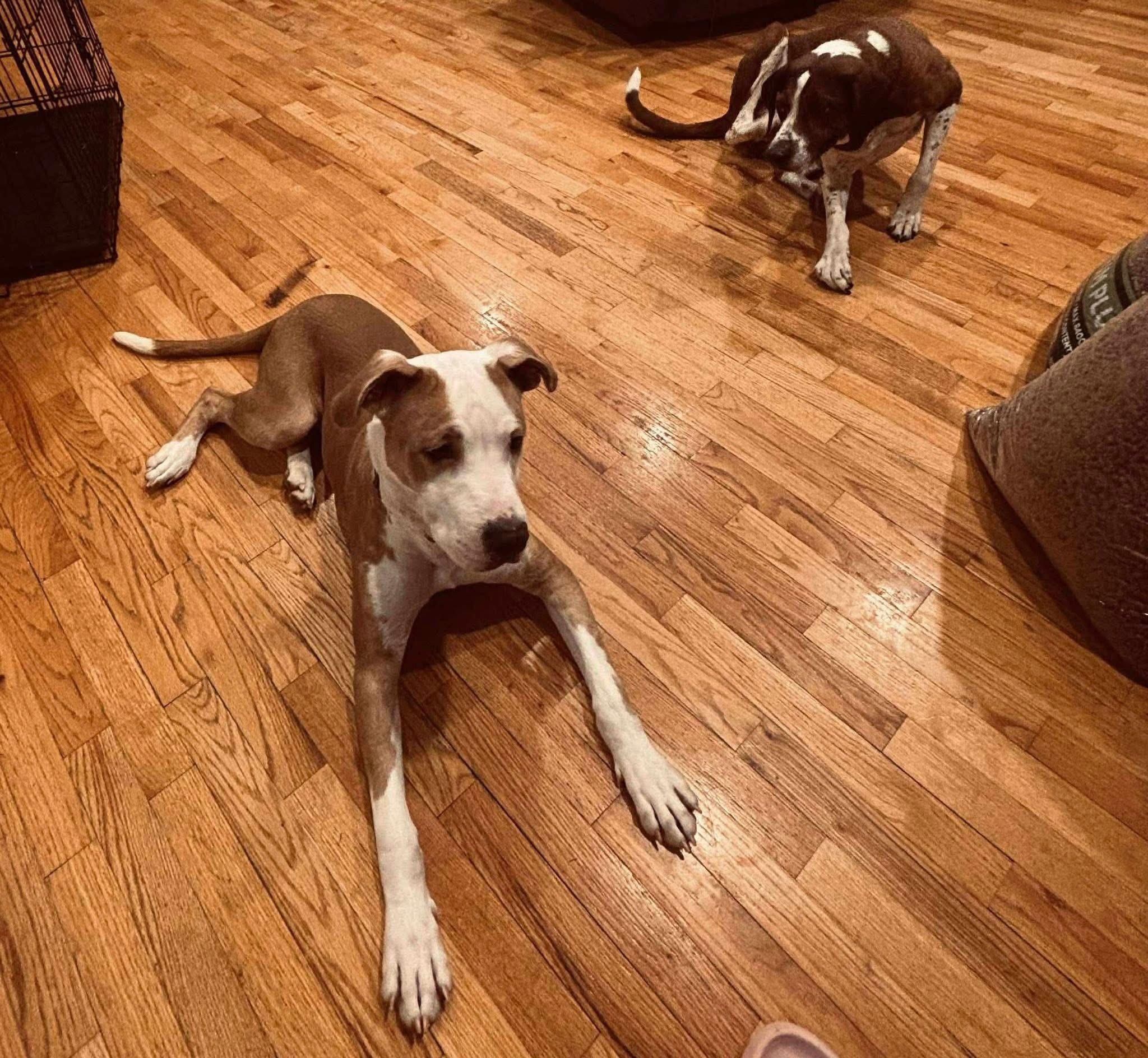 Enlarge Boomer, an adopted mixed breed in Nanuet, NY image 5/5