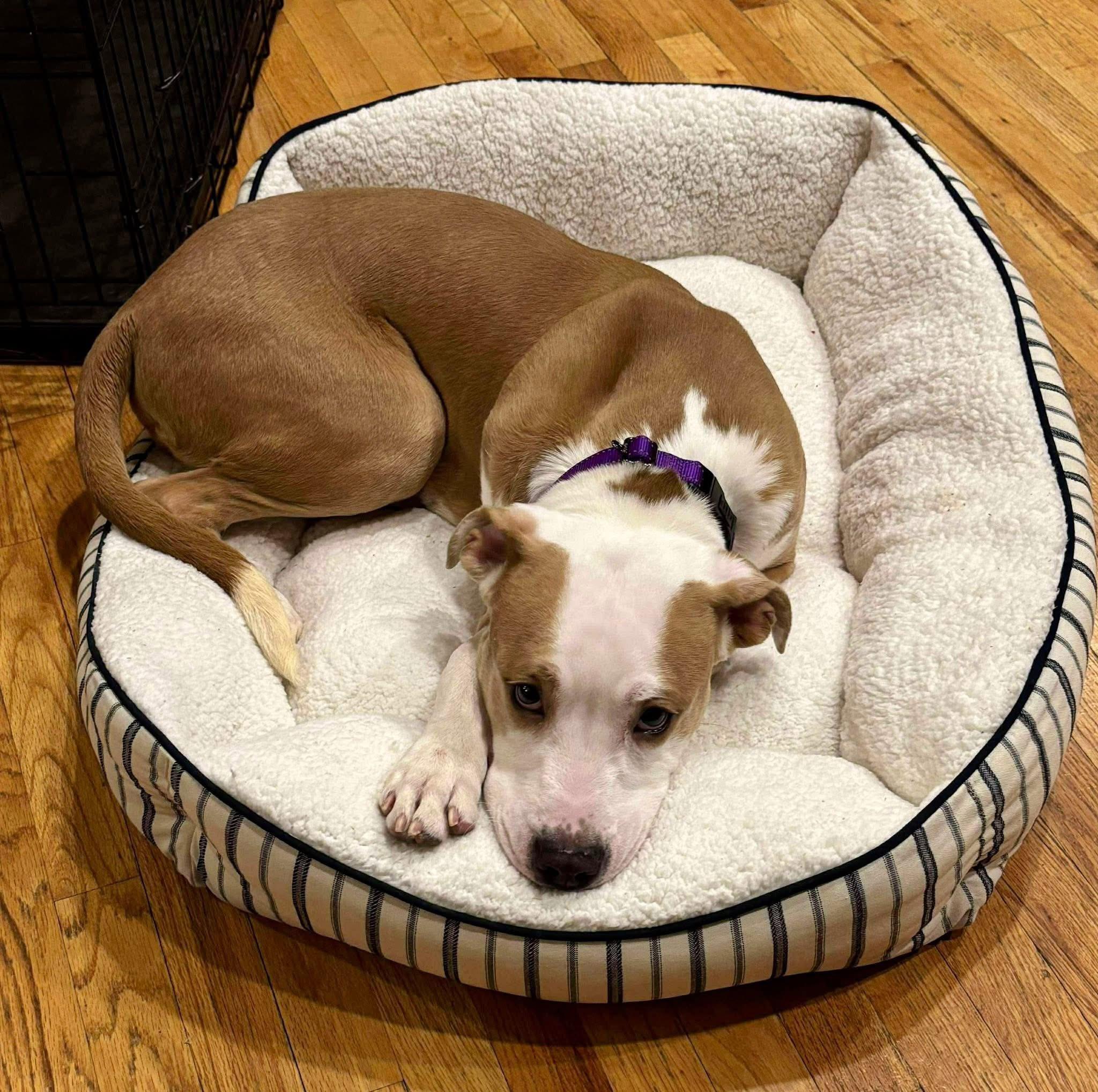 Enlarge Boomer, an adopted mixed breed in Nanuet, NY image 2/5