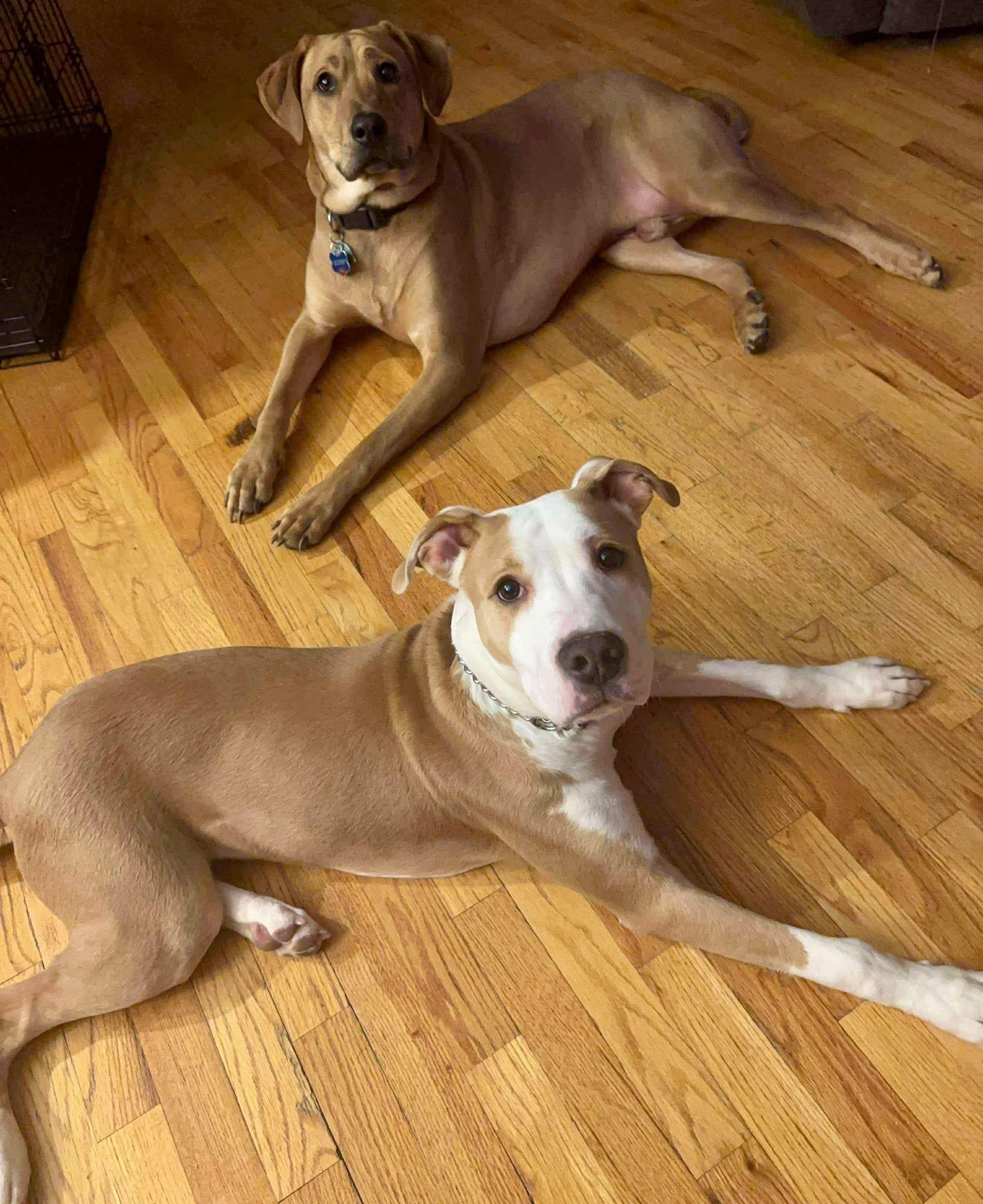 Enlarge Boomer, an adopted mixed breed in Nanuet, NY image 4/5