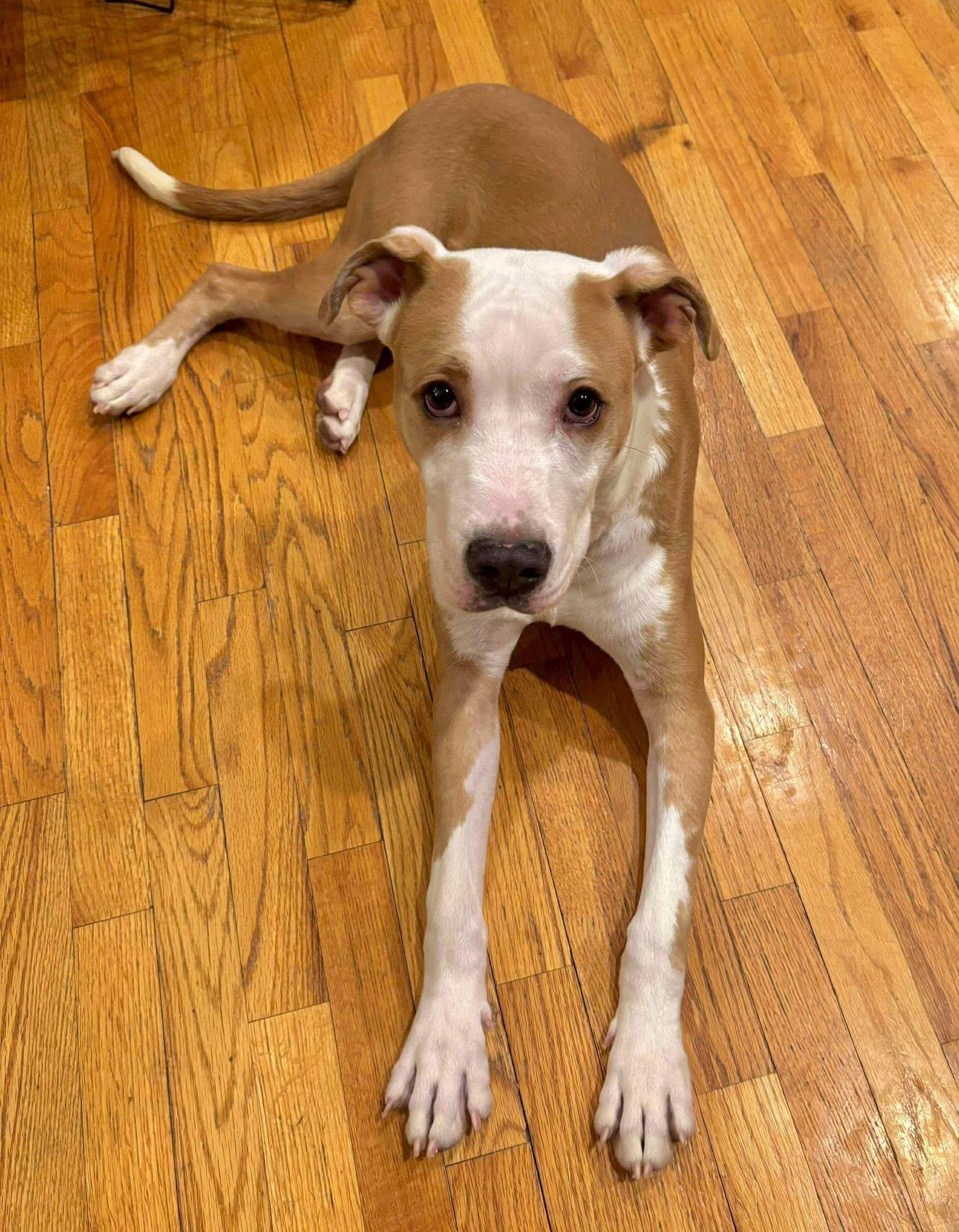 Enlarge Boomer, an adopted mixed breed in Nanuet, NY image 1/5