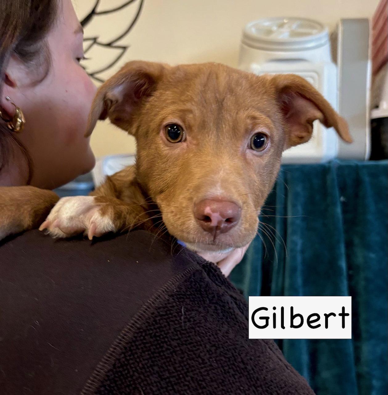 Enlarge Gilbert, a Adoptable mixed breed in GILBERTS, IL image 1/3