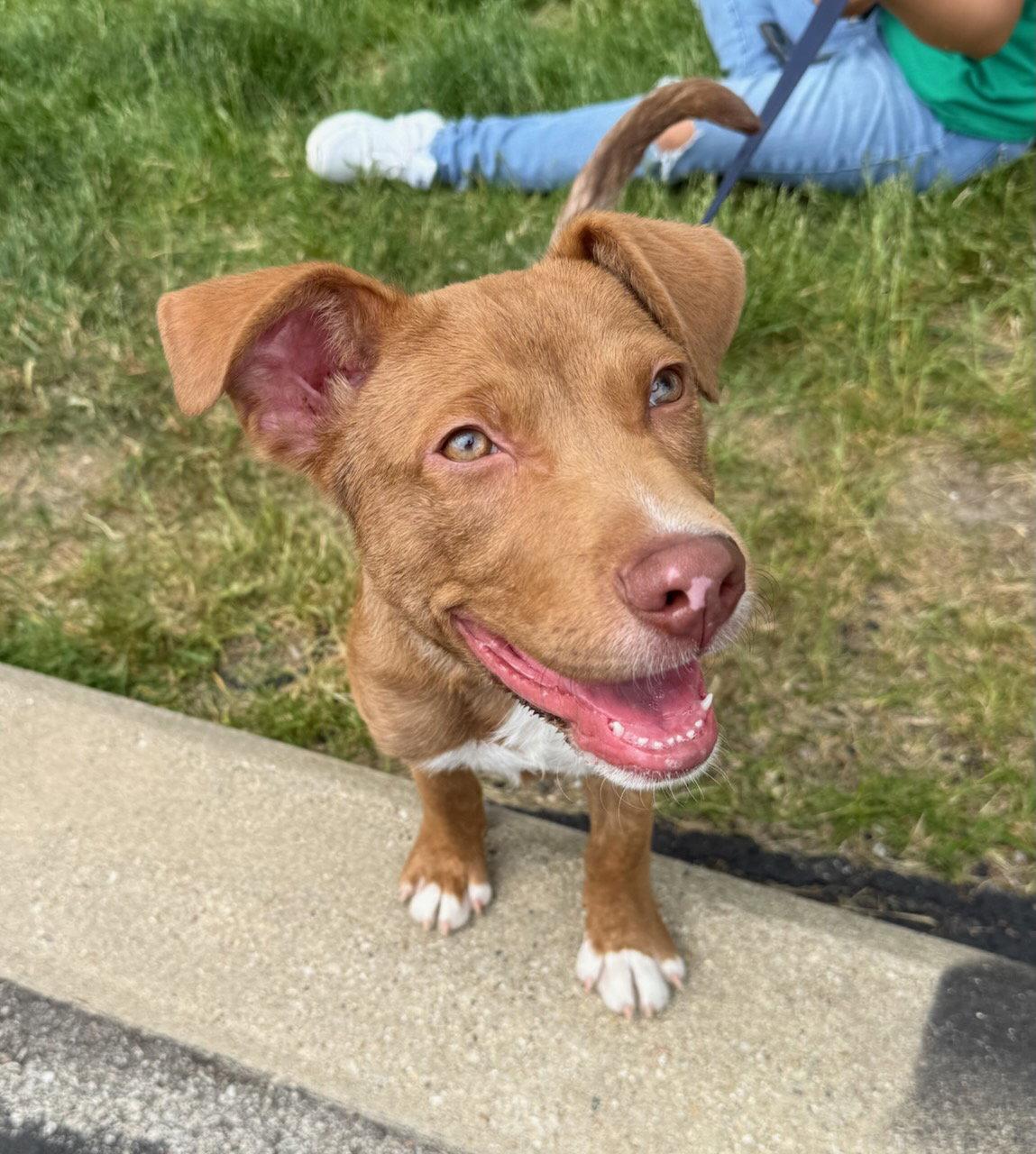 Gilbert, Adoptable, Puppy Male Australian Shepherd & Pit Bull Terrier.