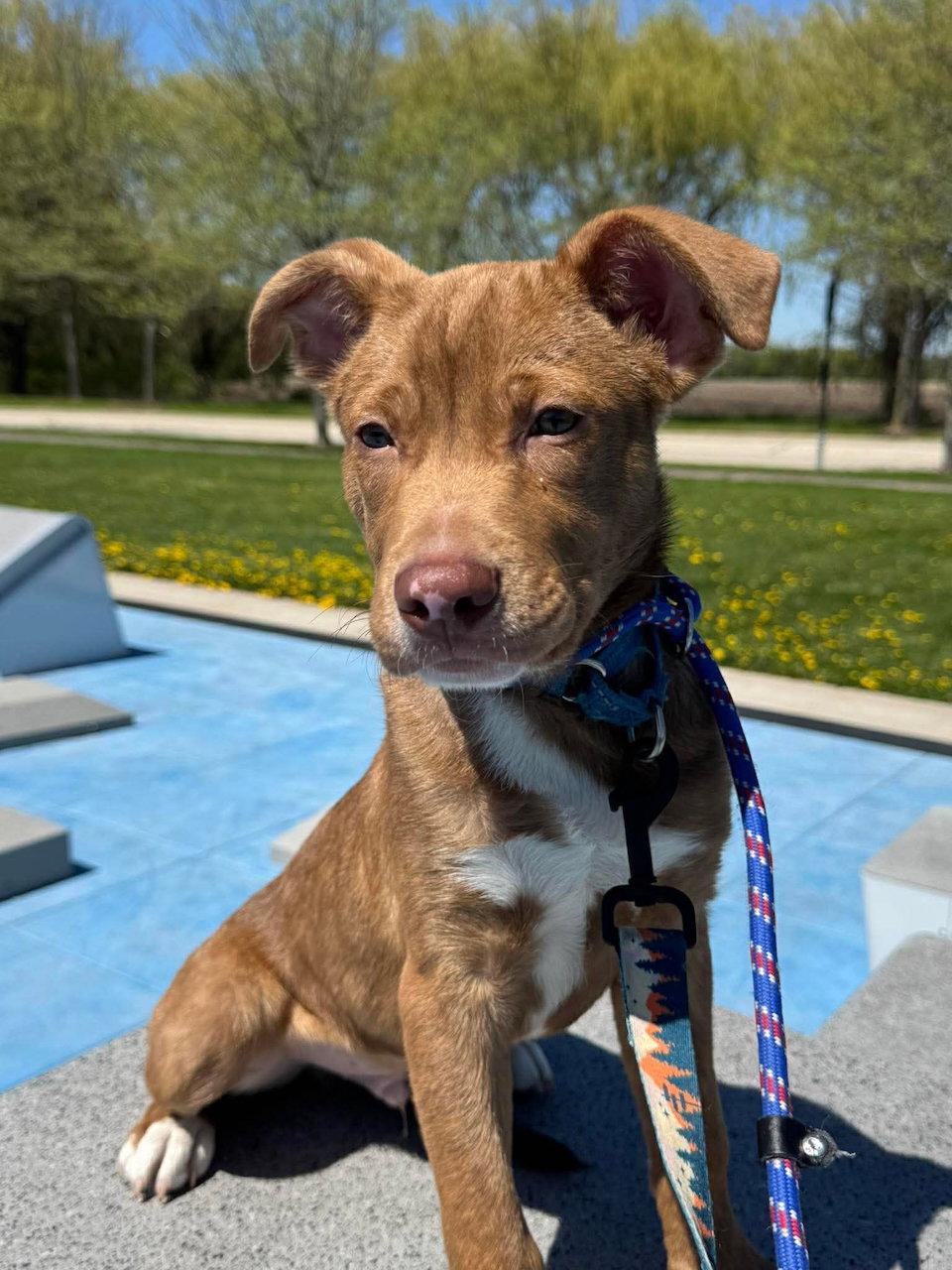 Enlarge Gilbert, a Adoptable mixed breed in GILBERTS, IL image 2/3