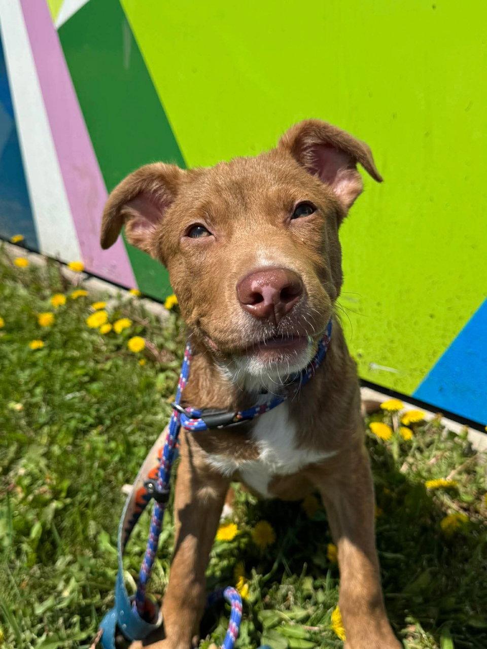 Enlarge Gilbert, a Adoptable mixed breed in GILBERTS, IL image 3/3