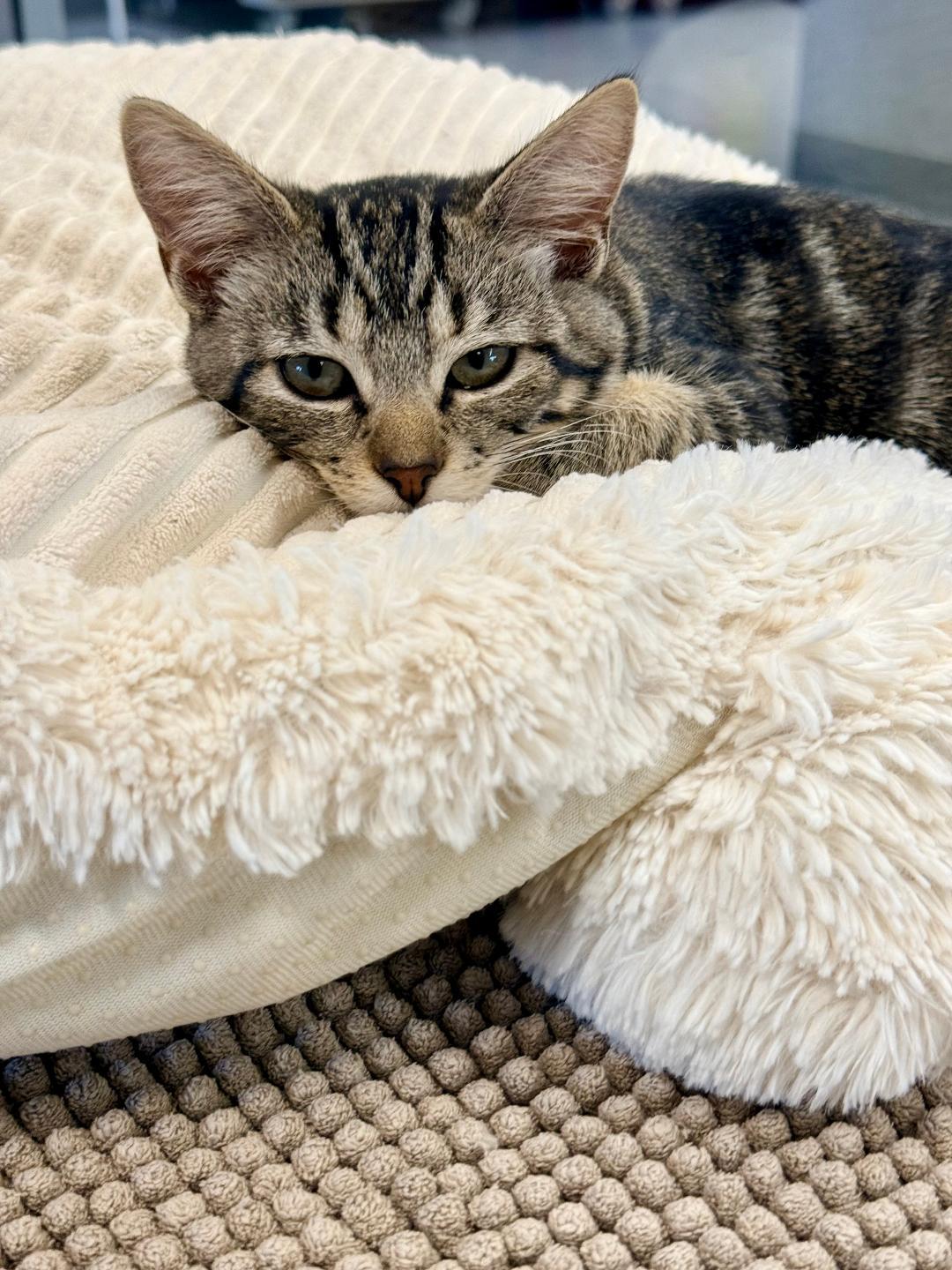 Riju, an adoptable Domestic Short Hair in Winter Haven, FL image 2/5