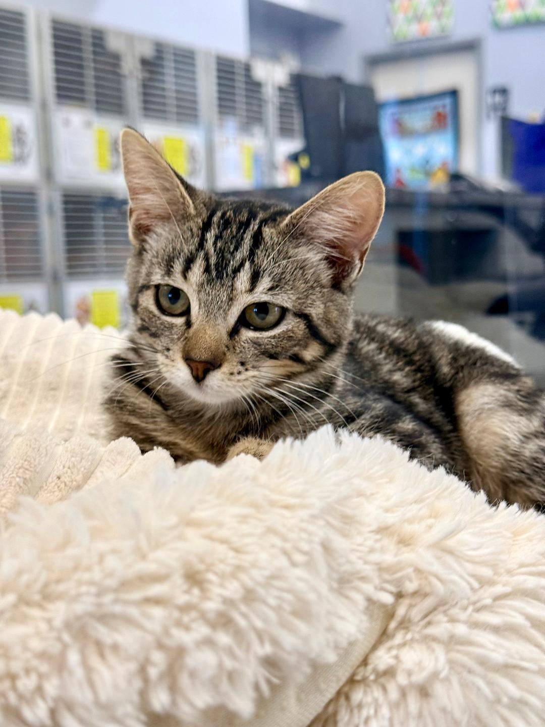 Riju, an adoptable Domestic Short Hair in Winter Haven, FL image 3/5