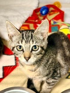 Riju, an adoptable Domestic Short Hair in Winter Haven, FL image 5/5