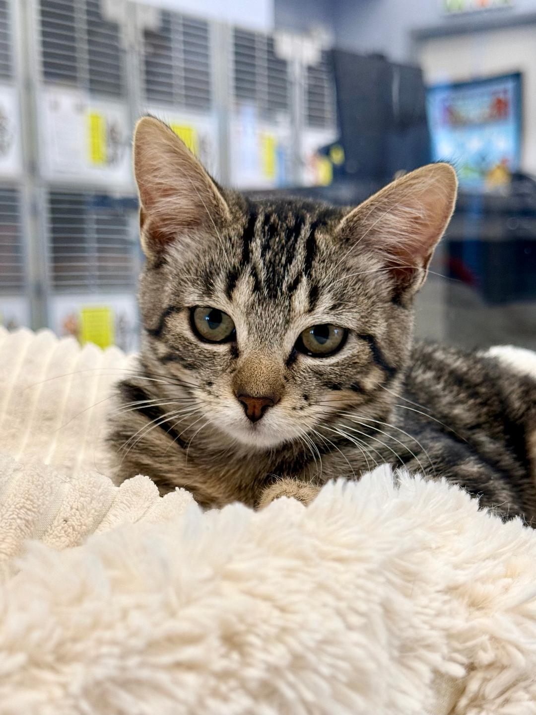 Riju, adoptable, Kitten Female Domestic Short Hair.