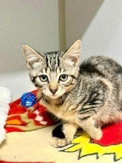 Riju, an adoptable Domestic Short Hair in Winter Haven, FL image 4/5