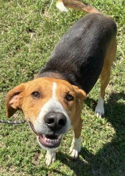 PR 54 Snickerdoodle HHA RRP, Adoptable, Adult Male Treeing Walker Coonhound.