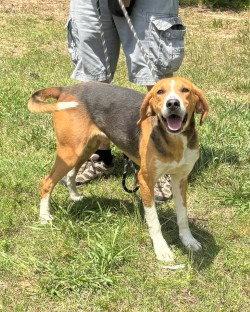Enlarge PR 54 Snickerdoodle HHA RRP, a Adoptable Treeing Walker Coonhound in Glen Allen, VA image 2/3