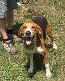 Enlarge PR 54 Snickerdoodle HHA RRP, a Adoptable Treeing Walker Coonhound in Glen Allen, VA image 3/3