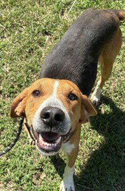 Enlarge DA 33 Snickerdoodle, a Adoptable Treeing Walker Coonhound in Glen Allen, VA image 2/3