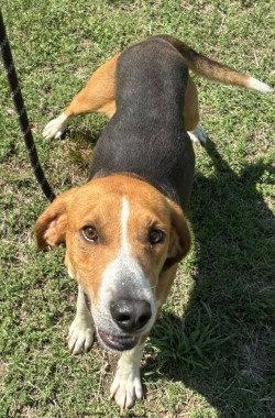 Enlarge DA 33 Snickerdoodle, a Adoptable Treeing Walker Coonhound in Glen Allen, VA image 3/3