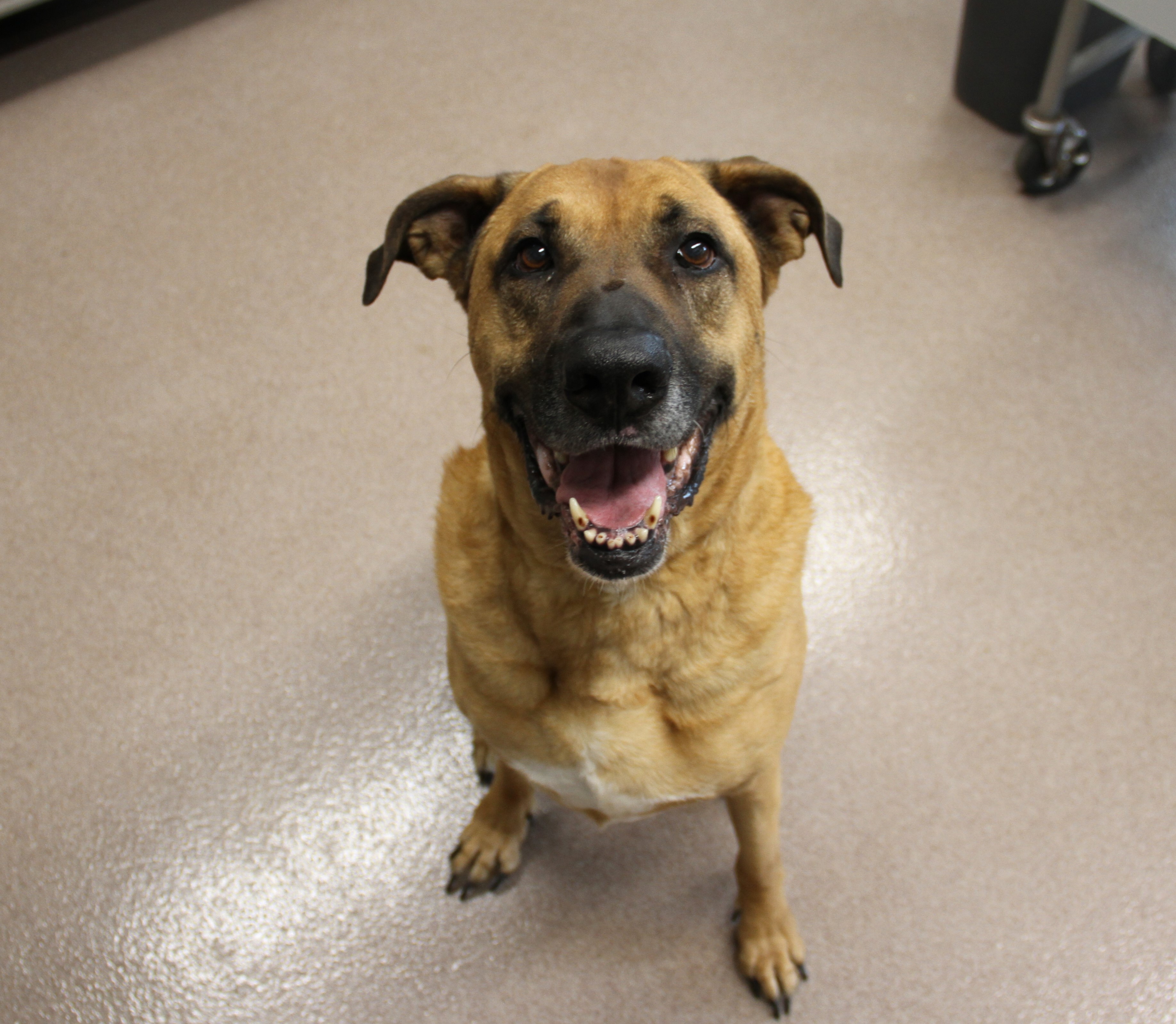 Scooby, an adopted Mastiff & German Shepherd Dog Mix in Flower Mound, TX_image-1
