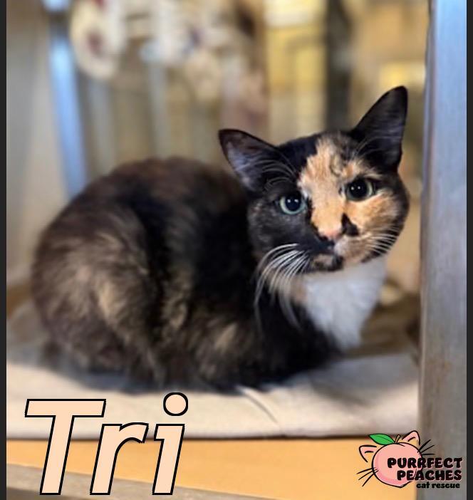 Tri, Adoptable, Young Female Domestic Short Hair.