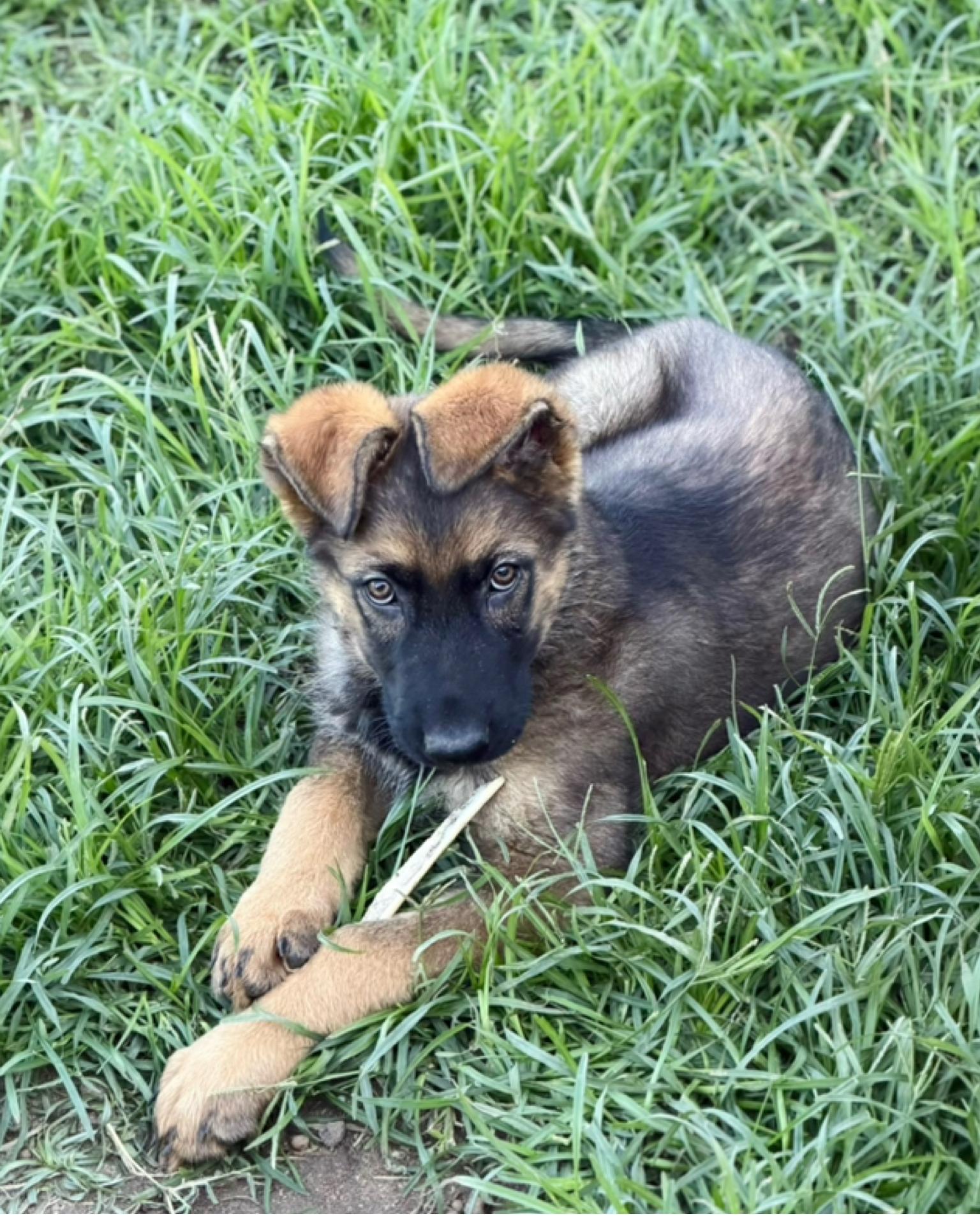 Enlarge Gru, a ADOPTABLE German Shepherd Dog in Douglas, GA image 1/2