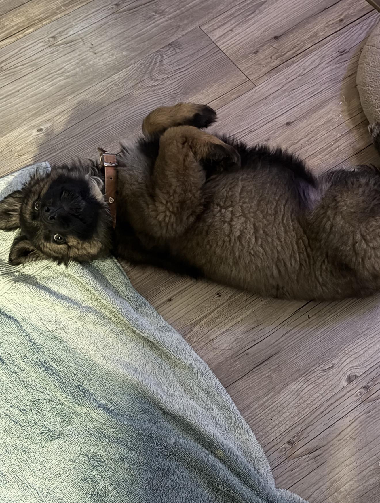 Enlarge Gru, a ADOPTABLE German Shepherd Dog in Douglas, GA image 2/2