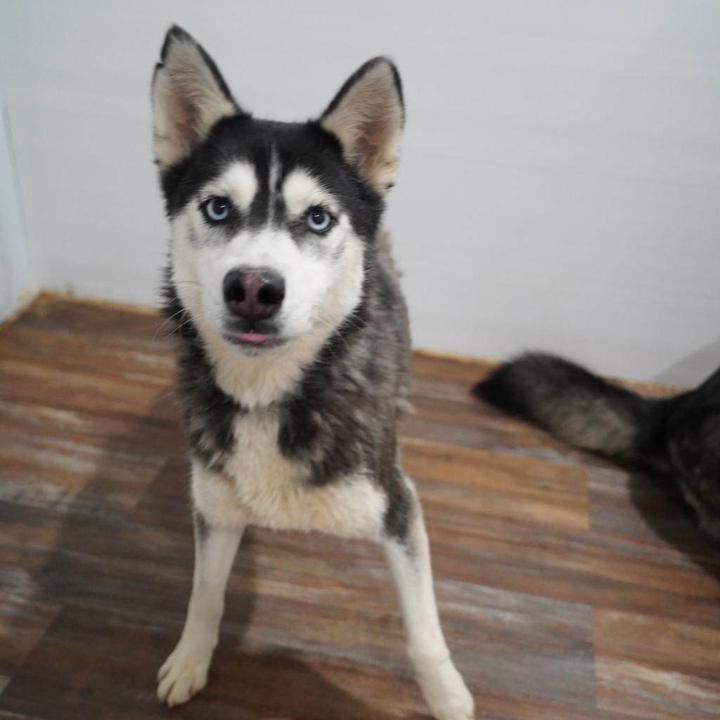 Enlarge Star, a Adoptable Husky in Eufaula, OK image 2/6