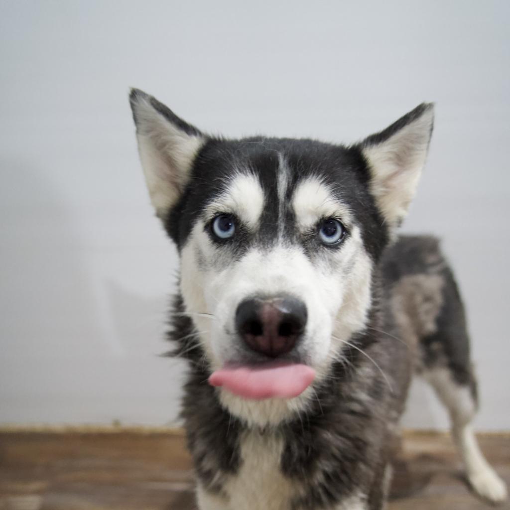 Enlarge Star, a Adoptable Husky in Eufaula, OK image 3/6