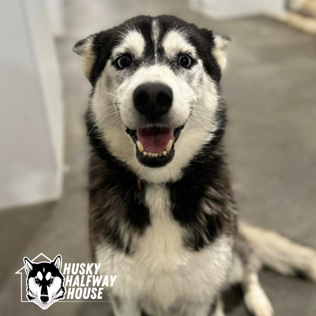 Enlarge Star, a Adoptable Husky in Eufaula, OK image 4/6