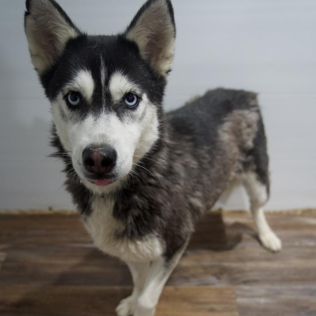 Enlarge Star, a Adoptable Husky in Eufaula, OK image 6/6