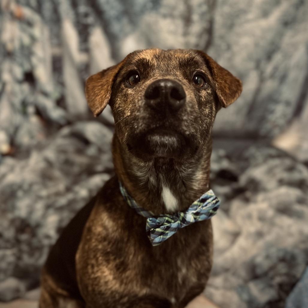 Enlarge Bullet, a Adoptable mixed breed in Harrisville, WV image 1/2