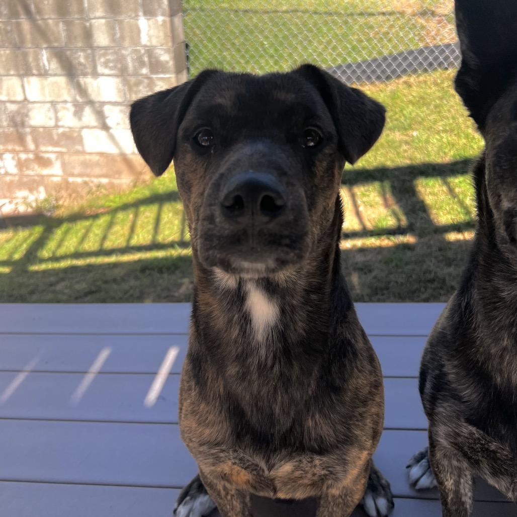 Enlarge Bullet, a Adoptable mixed breed in Harrisville, WV image 2/2