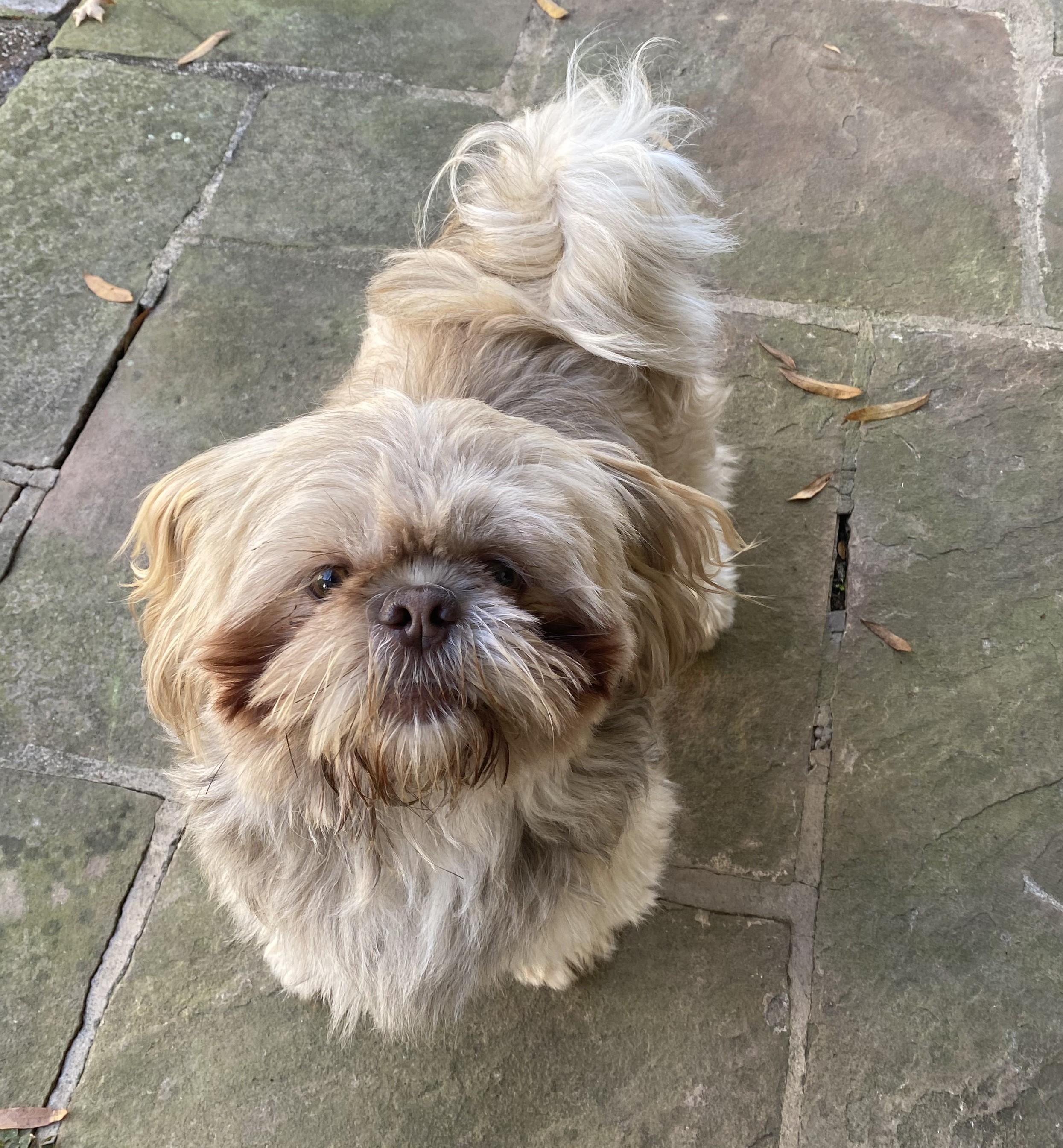 Enlarge Oliver, an adopted Shih Tzu in Greensboro, NC image 5/6