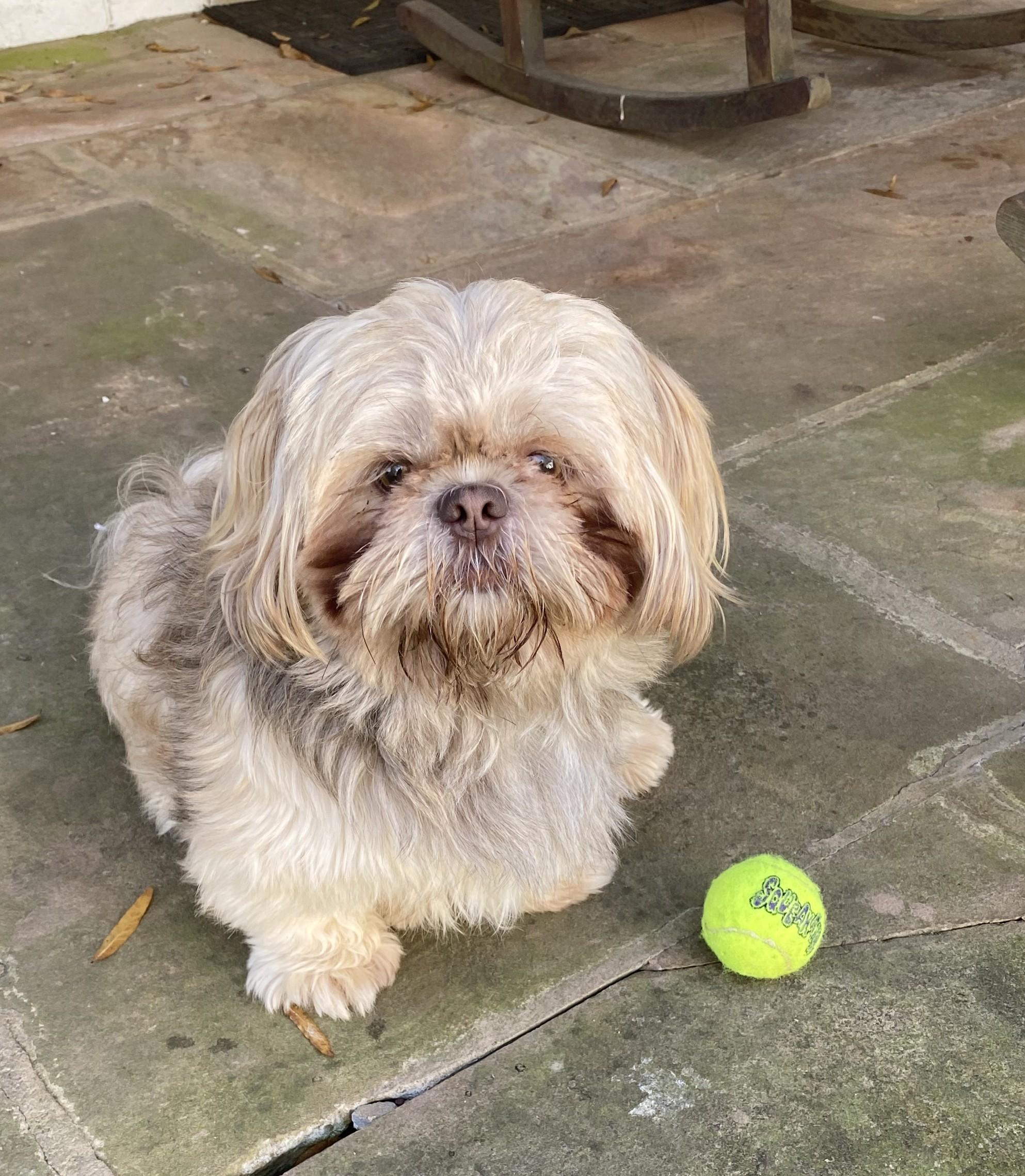Enlarge Oliver, an adopted Shih Tzu in Greensboro, NC image 3/6