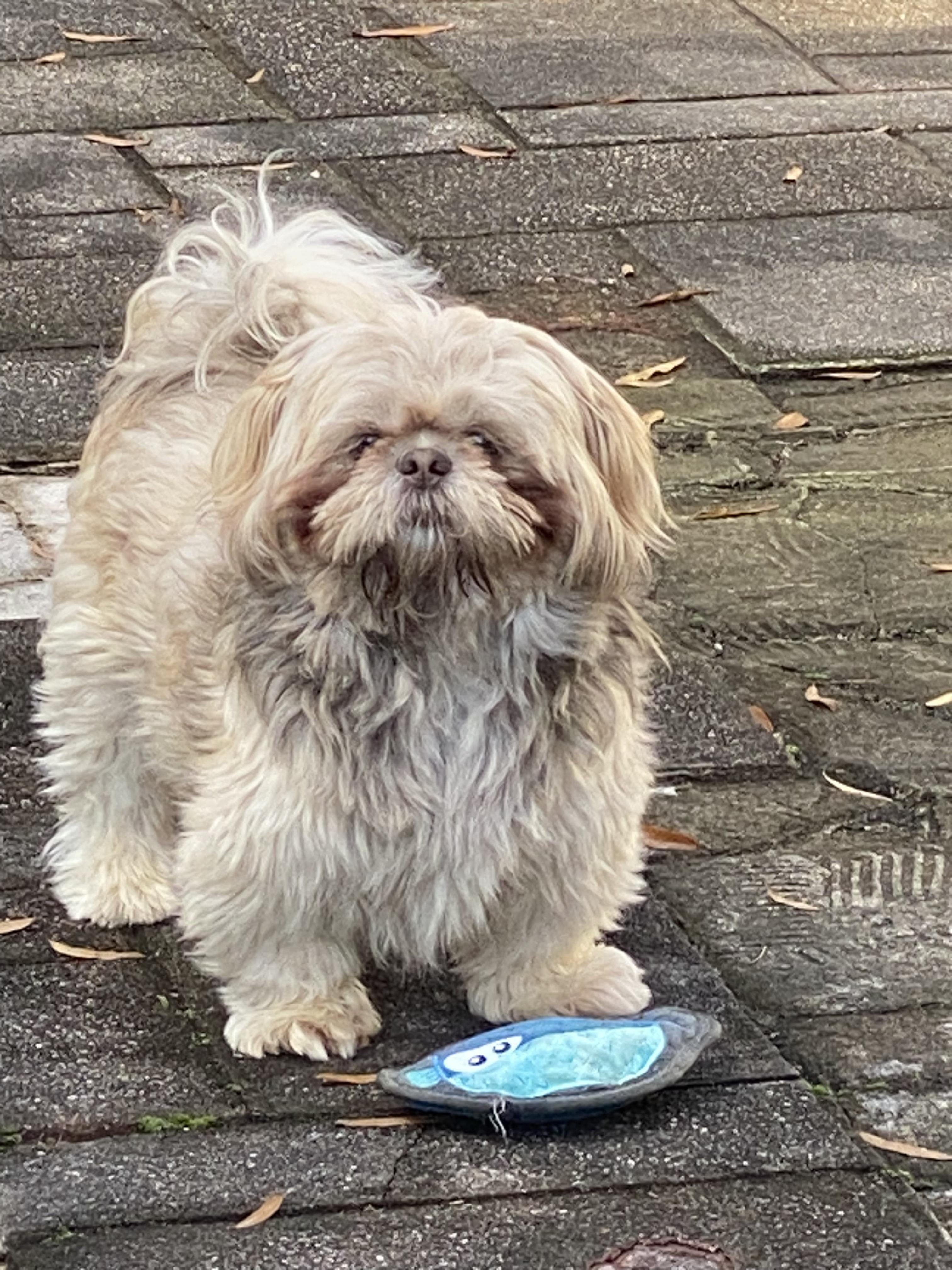 Enlarge Oliver, an adopted Shih Tzu in Greensboro, NC image 4/6