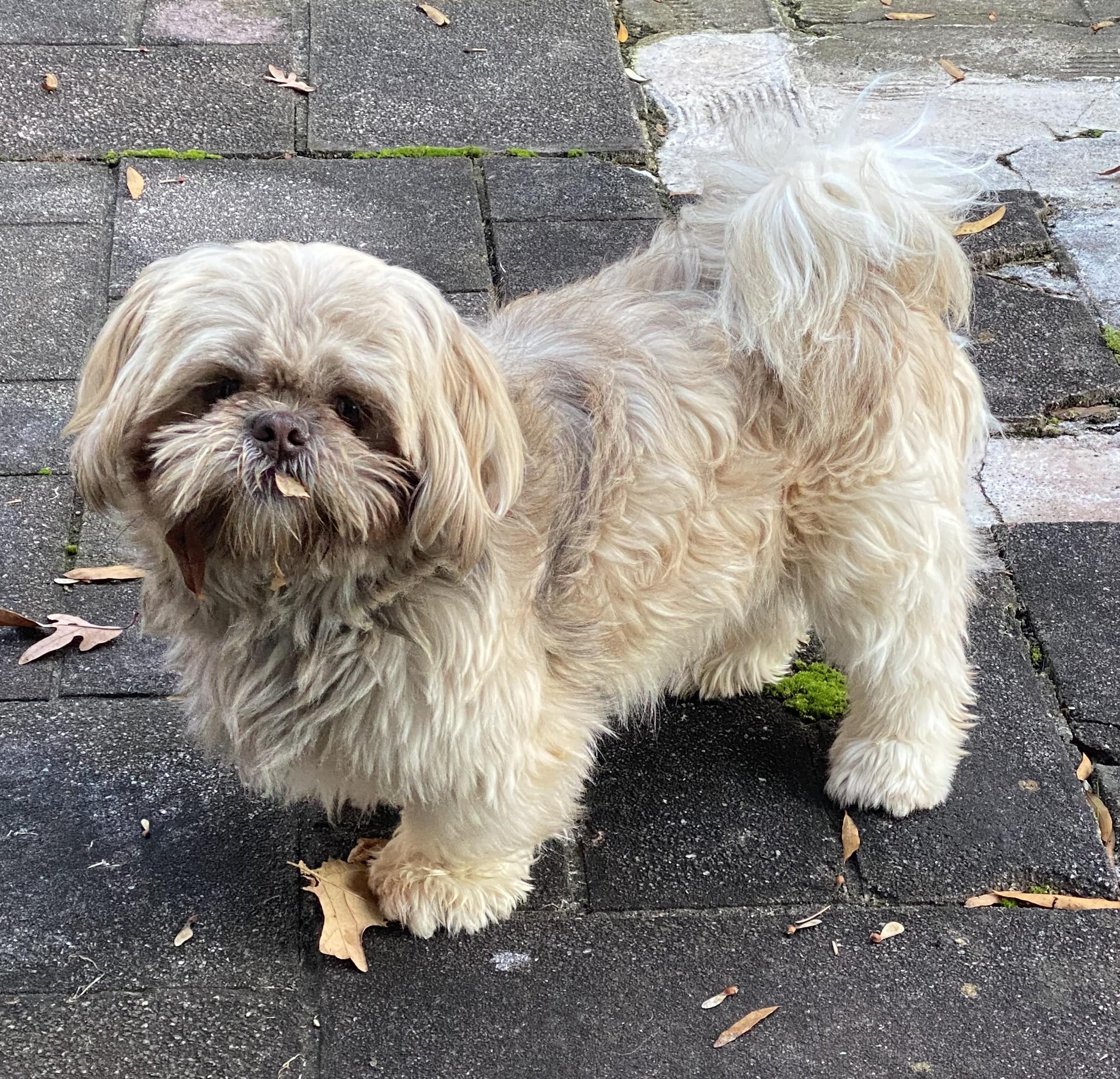Enlarge Oliver, an adopted Shih Tzu in Greensboro, NC image 6/6