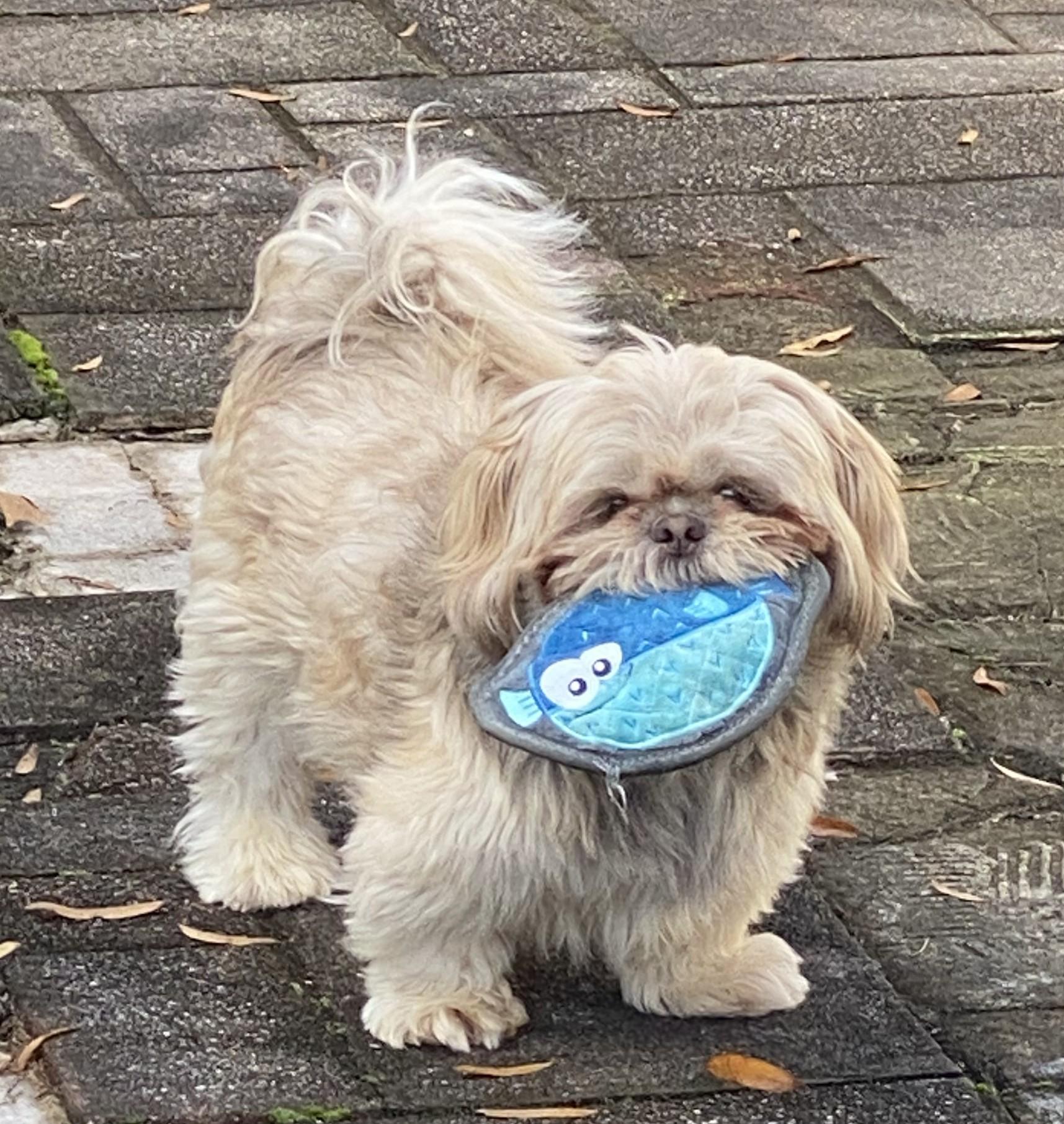 Enlarge Oliver, an adopted Shih Tzu in Greensboro, NC image 2/6