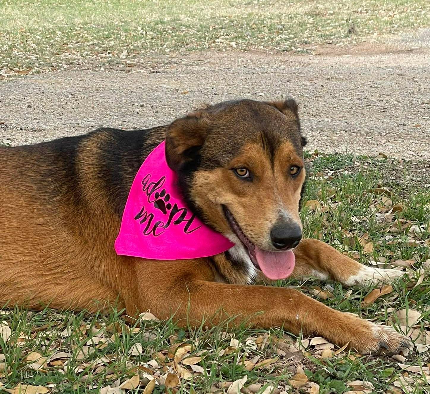 CindyLou, an adopted mixed breed in Albany, NY image 5/6