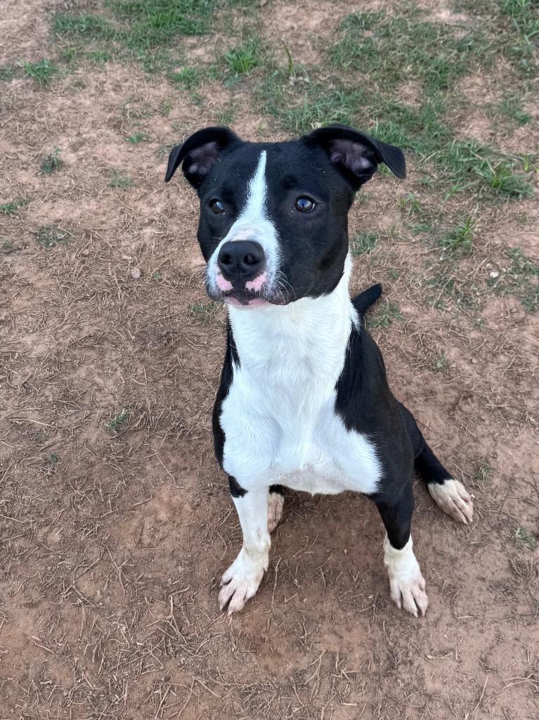 Stefan, Adoptable, Young Male Labrador Retriever.