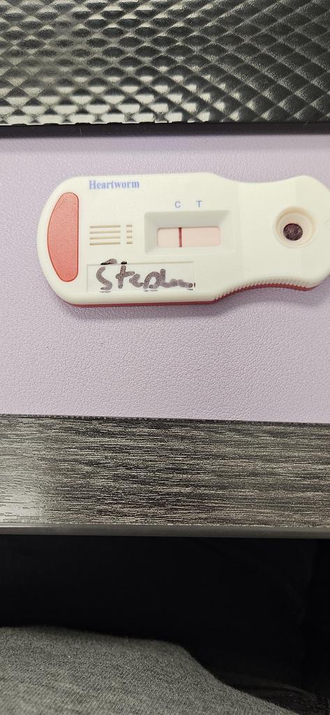 Stefan, a Adoptable Labrador Retriever in Bossier City, LA image 2/4