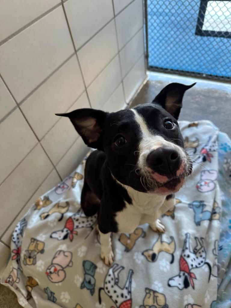 Enlarge Stefan, a Adoptable Labrador Retriever in Bossier City, LA image 1/2